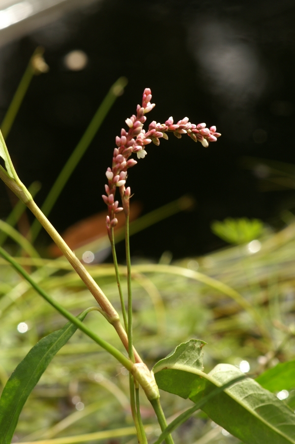 Persicaria decipiens